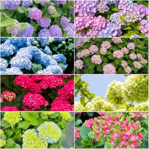 semi di ortensia - semi di resistenti balcone giardino resistenti interni esotici tetto verde giardino primavera ortensie 400pcs