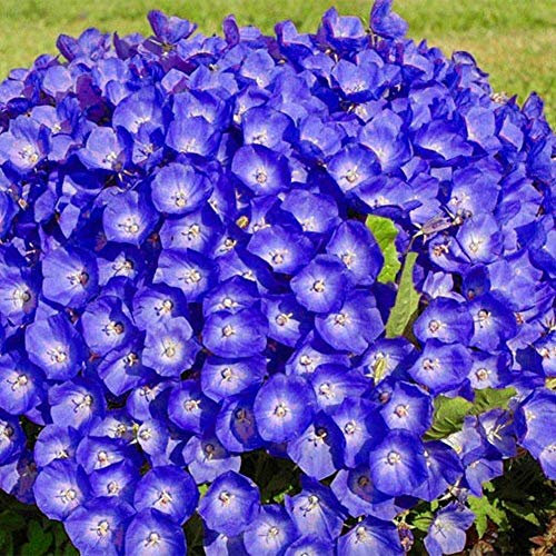 Potseed Tussock Campana Fiore Blu Campanula Carpatica 5400 Semi perenne Fiore