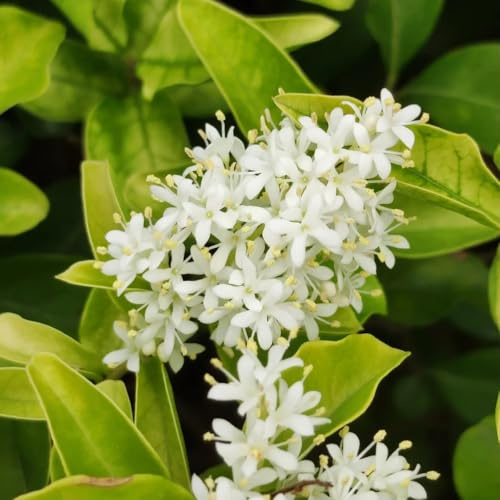 semillas de seto de ligustro, exóticas, perennes resistentes, interior, jardín 350pcs