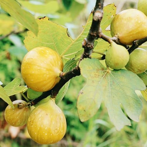 feigenbaum obstsamen steingartenpflanzen winterhart balkon obstbaum bio winterharte stauden mehrjährig pflanzensamen säulenobst topfpflanzen 150samen