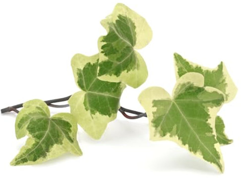 Ivy Plants, 'Silver Variegated', 4 x Full Plants in 1 Litre Pots, Garden Ivy, Garden Ready and Ready to Plant, Premium Quality Perennial