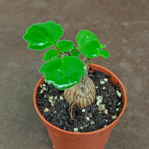 SUNNYPLANTS - Plectranthus Ernstii, bonsái menta, esquejes enraizados, plantas suculentas, caudex, 4-6 cm, planta de interior