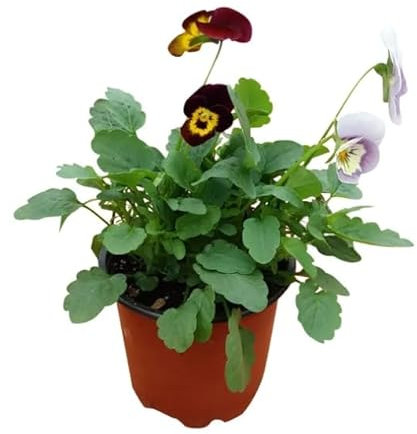 Pensamiento Planta Natural de Invierno y Otoño