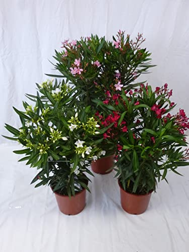 [Palmenlager] - 3er SET Oleander 80/100 cm -Busch - WEIß/ROT/ROSA - Nerium oleander - mediterrane Pflanze