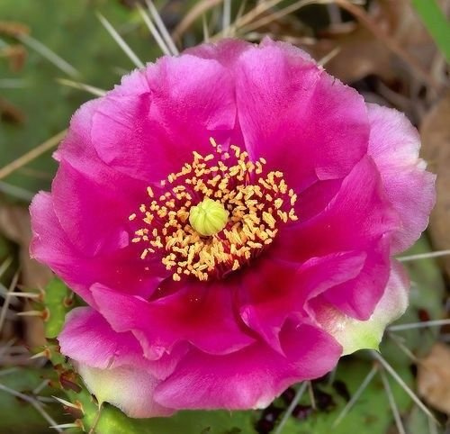 Portal Cool Opuntia – Prickly Pear Legno Misto – 100 semi