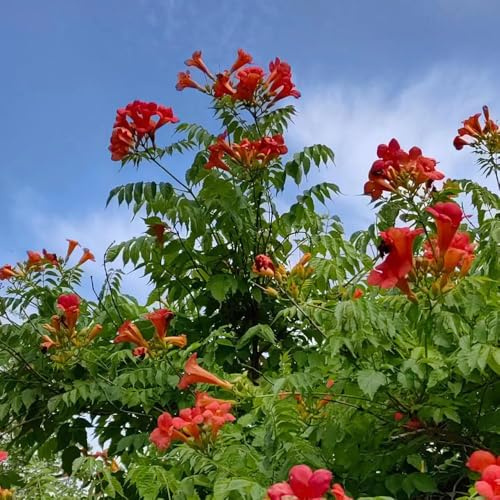 120 piezas trepadoras semillas de balcón trompeta trepadora, de jardín trompeta, jardín semillas Las perennes son perennes resistentes