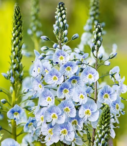 BALDUR Garten 6x Enzian-Ehrenpreis, Pflanzen im 9x9 cm-Topf | himmelblaue, duftende Blüten, pflegeleicht & winterhart, ideal für Beet & Kübel, lange Blütezeit