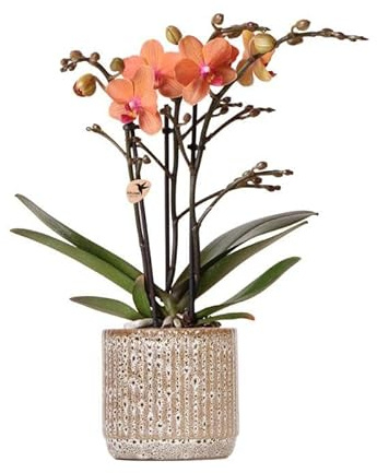 Kolibri Orchids - Orange Phalaenopsis Orchidee - Mineral Bolzano + Jaguar Topf - Topfgröße 9cm - blühende Zimmerpflanze - frisch vom Züchter