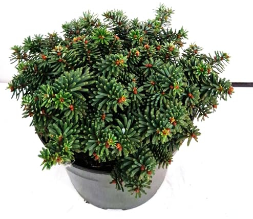Zwerg Korea Tanne Abies koreana Brilliant 20-25 cm breit 2 L Topf | Winterhart, immergrün & zwergwüchsig – pflegeleicht und dekorativ, ideal für Beet, Kübel & kleine Gärten