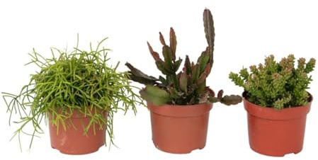 Plant in a Box - Mezcla de cactus coral - Rhipsalis - Pack de 3 - Altura 15-20 cm - Maceta 12 cm - Cactus verde fácil de cuidar