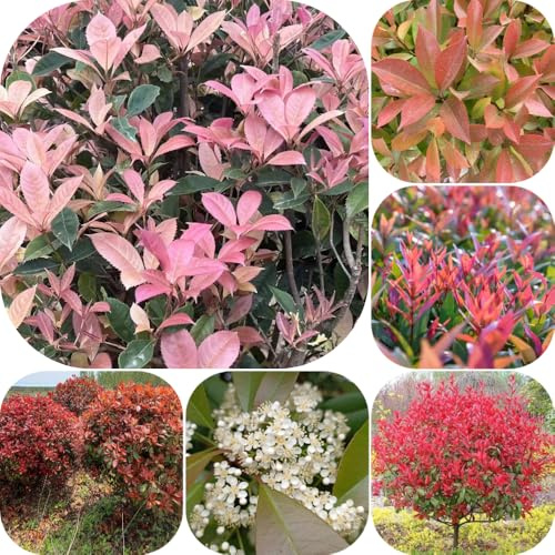 Semillas de Photinia de petirrojo rojo - decoraciones jardín para exteriores setos para lugares soleados arbustos en flor, resistentes arbustos rápido crecimiento balcón 1000pcs