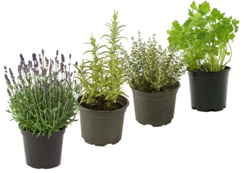 DECOALIVE Set Lavanda, Romero, Tomillo y Perejil 4 Hierbas Aromáticas Naturales para el Hogar, Multicolor