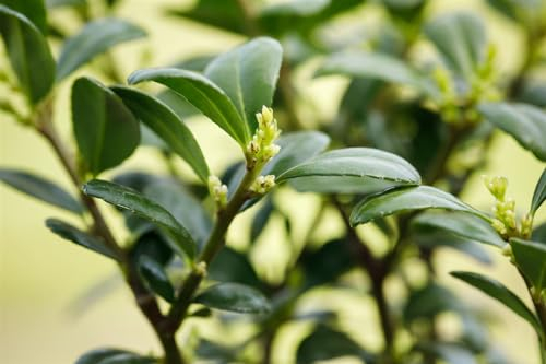 Ilex crenata 'Dark Green' Kegel 50-60 cm – Winterhart, Immergrün, Pflegeleicht – Japanische Stechpalme – Kübelpflanze für Terrasse & Eingangsbereich