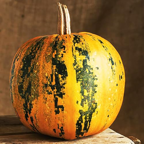 Kakai Pumpkin Seeds - Heirloom - Delicious, Thick Meaty Pumpkin for Cooking and with Hulless Seeds for Roasting - 5-8 Pounds