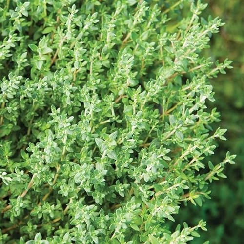 Tomillo - Colección Plantas Aromáticas - Thymus Vulgaris - Planta en Maceta