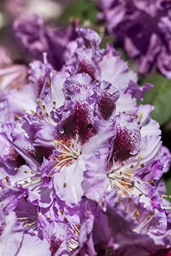 Rhododendron Hybride 'Pfauenauge' 30-40 cm – Winterhart, Immergrün, Mehrjährig – Rhododendron – Heckenpflanze für Garten & Sichtschutz