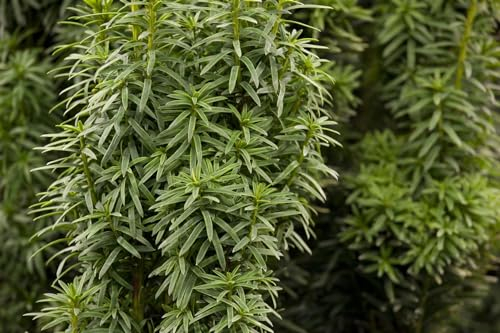 Taxus baccata 'David' 60–70 cm – Winterhart, Immergrün, Pflegeleicht – Eibe – Heckenpflanze für Garten & Sichtschutz