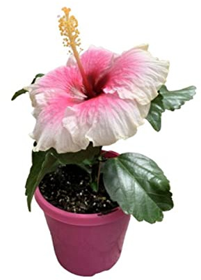 Hibiscus Rosa Natural Planta Enredadera con Flores Rosa - Planta de Jardín