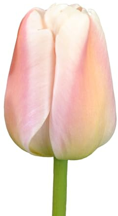 Tulpenzwiebeln 32 x 'Apricot Pride' - The Bulb Farmers - Fruhjahr - in den Niederlanden gezuchtet - Tulpen Zwiebeln - Blumenzwiebeln