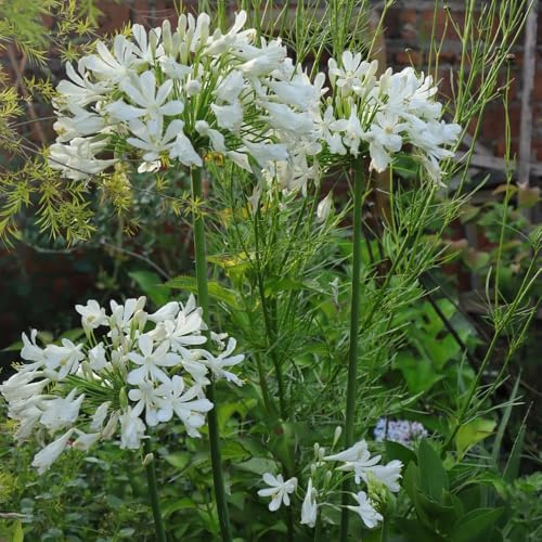 schmucklilie, schnittblumen Agapanthus africanus, stauden winterhart mehrjährig wohnzimmer deko bonsai balkon gewächshäuser für sonnige plätze kräuterpflanzen 200samen