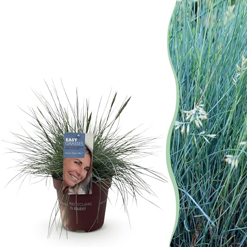 Prydnadsgräs - Festuca glauca Intense Blue - Blå - Vintergrön - Härdig - 40-50cm - Ø17cm - Trädgårdsväxt