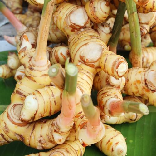 Semi di galanga - da balcone resistenti Alpinia officinarum - semi di orto di sul balcone semi di invernali 50pcs