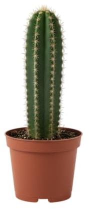 DECOALIVE Cactus Ordenador Mini Planta Natural Para Aportar Frescura a tu Espacio de Trabajo