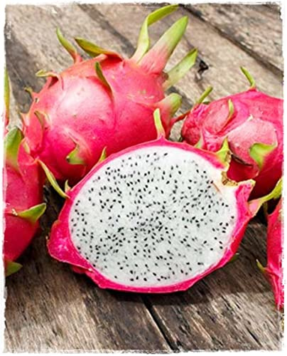 Plante de DRAGON FRUIT BLANC 'Pitaya' Hylocereus Undatus en pot - H 70/80 cm
