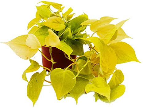 Exotenherz - Filodendro scandens Lime – Amico dell'albero giallo-verde – Vaso da 12 cm