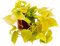 Exotenherz - Philodendron scandens Lime - Amarillo-verde árbol trepador amigo - 12cm olla