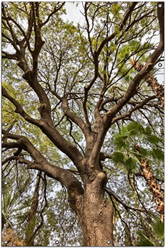 Wallario Outdoor-Poster für Garten oder Balkon Weit verzweigter Baum mit Palmen - Ansicht aus der Froschperspektive, Motivbanner Größe: ca. 120 x 180 cm, Outdoor-Bild