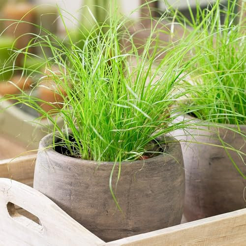 YouGarden Cat Grass Houseplant, Established Indoor Plant in 12cm Pot, Ready to Plant and Display, Cyperus alternifolius Zumula, Cat Friendly Houseplant