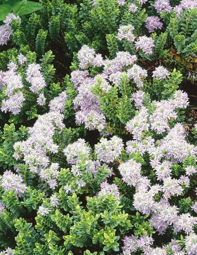 [x1] Hebe Baby Marie | Hardy Evergreen Garden Shrubs | Pale Pink Flowers | P9
