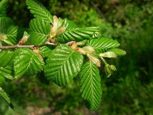 20 SEMI DI CARPINUS BETULUS CARPINO BIANCO  semi freschi