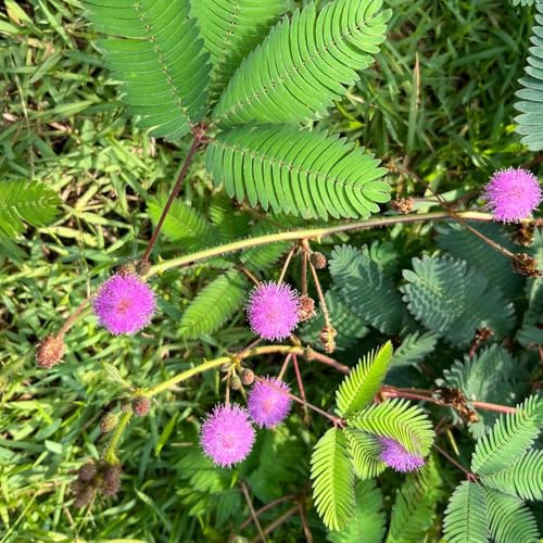 MimoseSamen - Mimosa pudica, kräutergarten geschenk gartenpflanzen winterharte balkonpflanzen alte sorten bodendecker 20pcs
