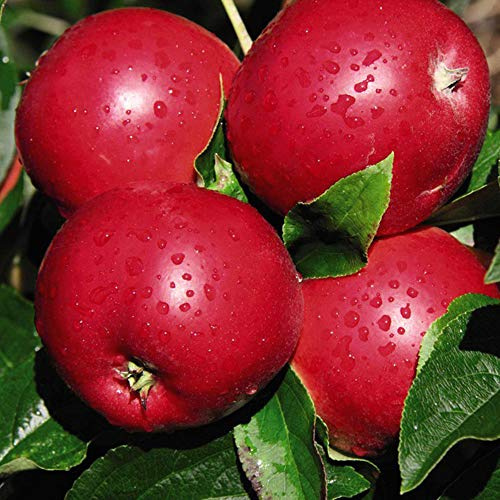 Suttons Apple Tree Scrumptious, Malus domestica, Dessert Variety, Grow Your Own Apples, Hardy, 1 x 12-Litre Potted Plant