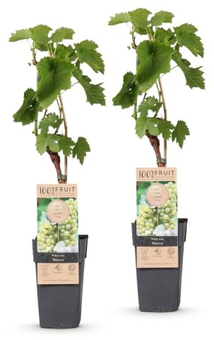 Green boutiQ - Obstpflanze - Vitis vinifera Bianca - Weinrebe - Veredelt - Weiße Traube - 2 Pflanzen - Topf 15cm - Höhe 50cm