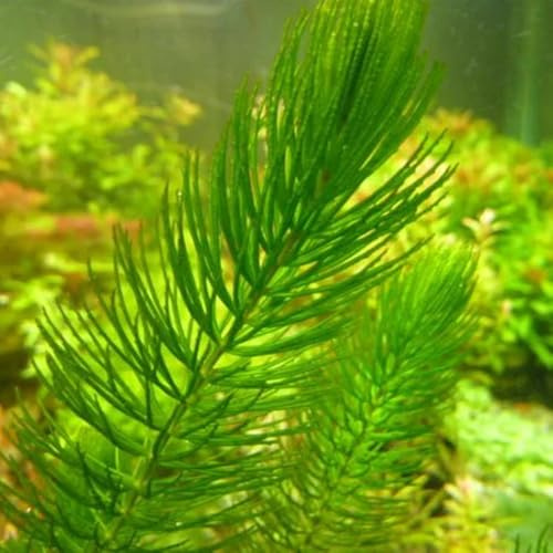 AquariumSamen, grünpflanzen Wasserpflanzen, Teichpflanzen, aquarium luftreinigende zimmerpflanzen bodendecker exotische teich 350pcs