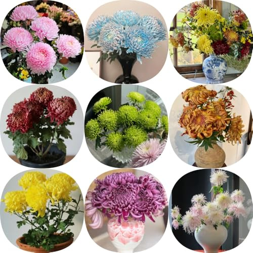 semi di crisantemo Perenni resistenti da balcone raro serre da balcone decorazione floreale decorazioni giardino per esterni per luoghi soleggiati gli 650pcs