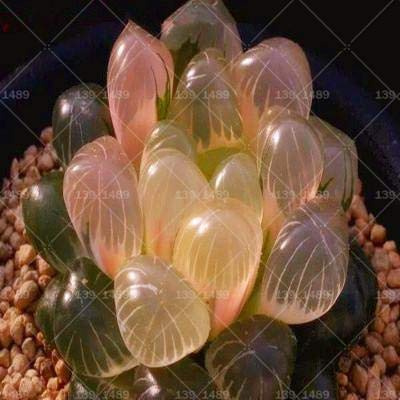 100 piezas raras Crystal Clear Beauty Suculentas Semillas fácil de cultivar en maceta para el patio jardín de la casa envío