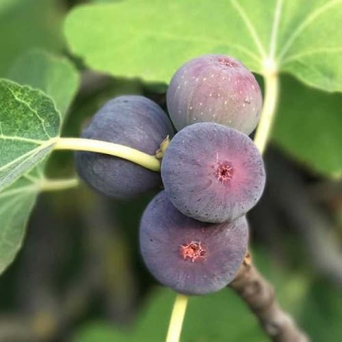 Nouveau Fesh 100 pièces graines de figues