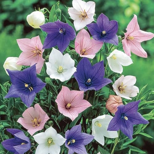 Buy4seeds Balloon Flower Bellflower Mix - 250 Seeds - Platycodon Grandiflorus Easy for Grow Garden