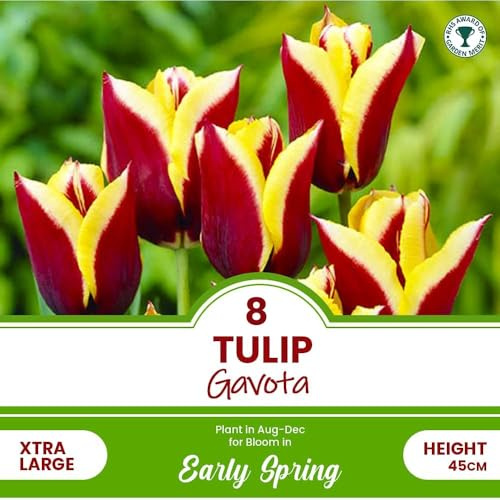 Tulip Bulbs - Mixed Tulips Collection - Spring Flowering Bulbs - Perennial - Ready to Plant - for Your Beautiful Garden (8 x Tulip Gavota)
