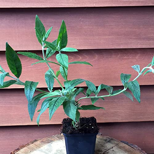 3 Stück Buddleja Davidii Black Knight von Intragarten Sommerflieder lila im Topf
