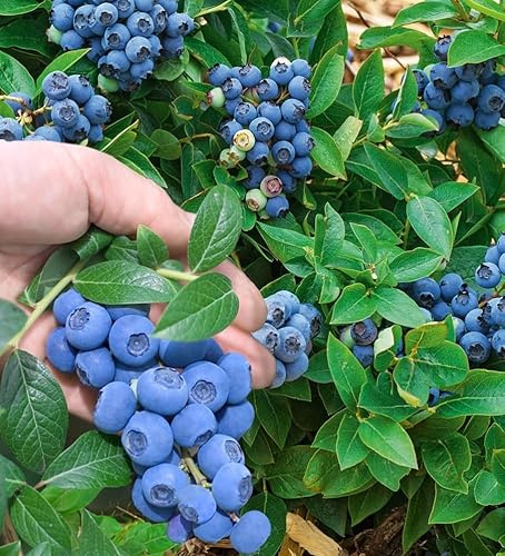 BALDUR Garten 3x Trauben-Heidelbeere 'Reka® Blue', Pflanzen im 2-Liter-Topf | wächst & fruchtet auf allen Gartenböden, bis zu 8 kg Heidelbeer-Ernte pro Strauch, Früchte mit intensivem Aroma