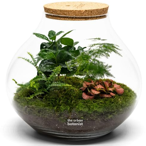 Large Assembled Terrarium, H: 31 cm, Asparagus Fern, Boston Fern, Fittonia and Coffea Arabica, Large Spherical Mouth Blown Glass Jar, Indoor Plant Display (With Tools, Standard Lid)