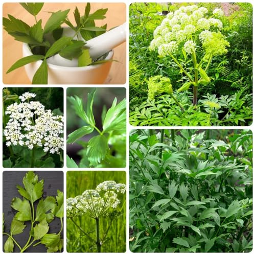 Semillas de apio - raras Comprar semillas de apio, jardín de orgánicas 500pcs