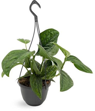 Epipremnum pinnatum Marble Planet 30cm (15cm Hanging Pot)