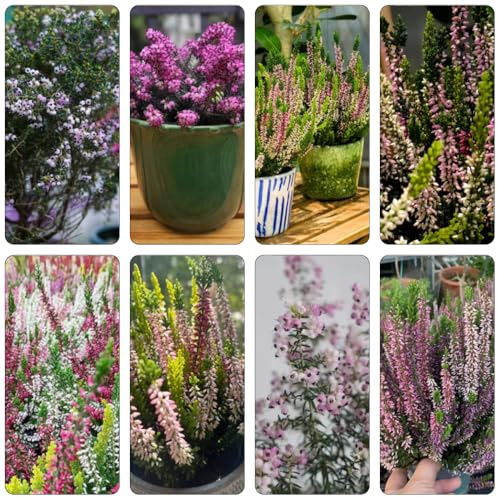 Heidekraut balkongewächshäuser blumenwiesensaat schmetterlingsflieder blumenbeet balkon blumensaat exotische zimmerpflanzen balkonpflanze frühblüher indoor kräutergarten sommerblumen 85samen