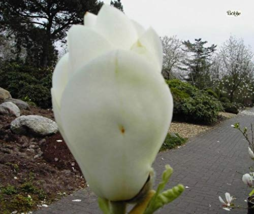 Magnolia soulangeana Alba - Weiße Tulpenmagnolie - Heilpflanze